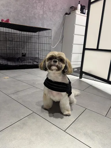 Groomka - Salon Pielęgnacji Zwierząt Kalisz